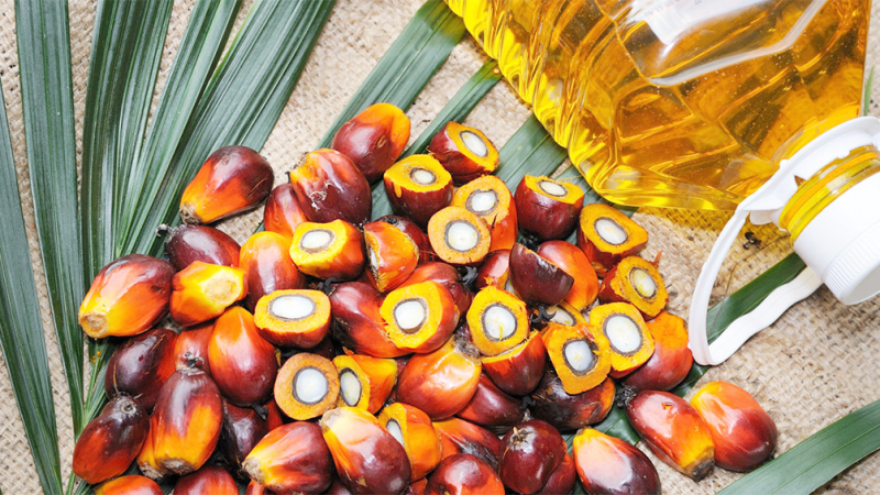 एक वर्षपछि भारतले खोल्यो पाम आयलको आयात