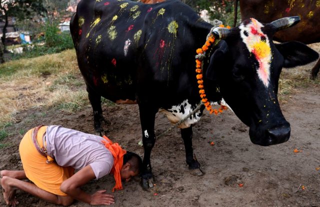 तिहारको चौथो दिन आज गाईको पूजाआजा गरी मनाइँदै